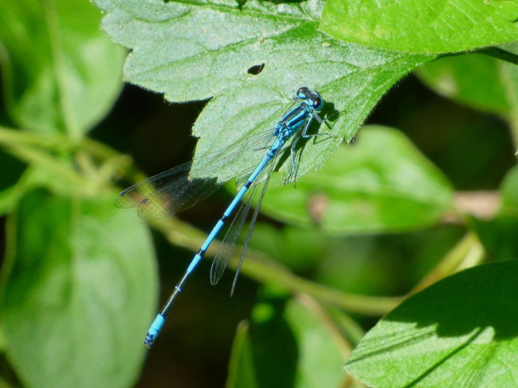 Coenagrion puella